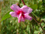 photo agrandie